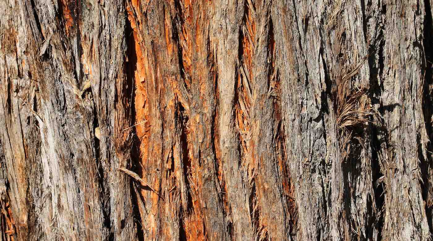 looking-at-the-tops-of-trees